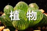 有关五年级植物作文集合10篇