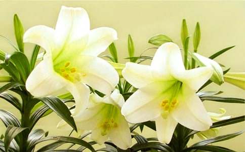 读《心田上的百合花》有感(10篇)