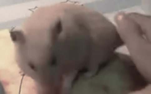 С�����������300��8ƪ