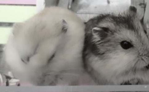 ����ѡ��С�����������300����ƪ