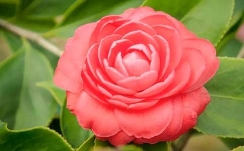 关于茶花三年级作文十篇