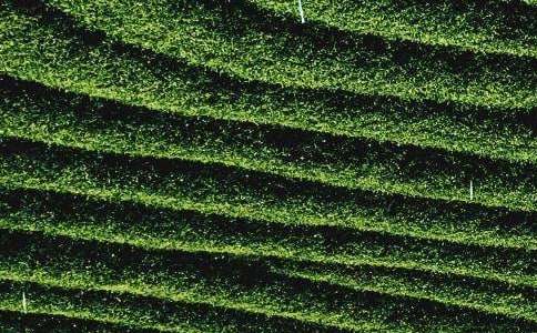 茶叶宣传推广方案