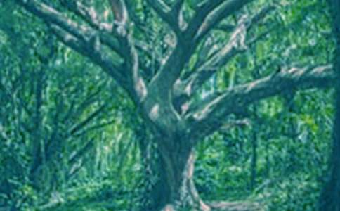 С�ݺʹ��������