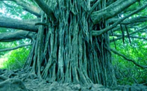 ��ѡ��������400����ƪ