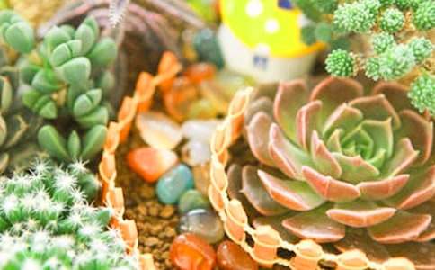 顽强的多肉作文700字