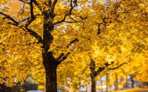 有关风景五年级作文汇总10篇