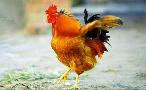 ���ϼ�����������600��