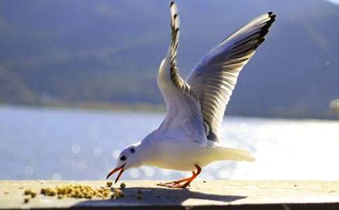 ����Ÿ����ɭ�������