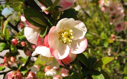 �����㺣�ġ��ۺ��(15ƪ)