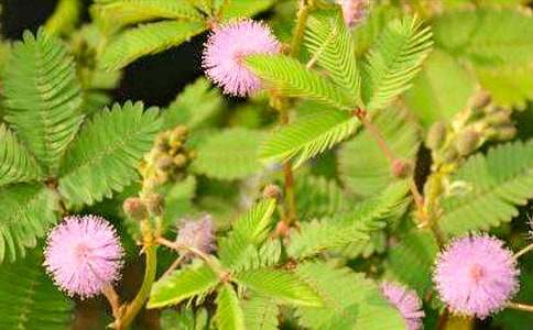 含羞草二年级作文300字汇总10篇