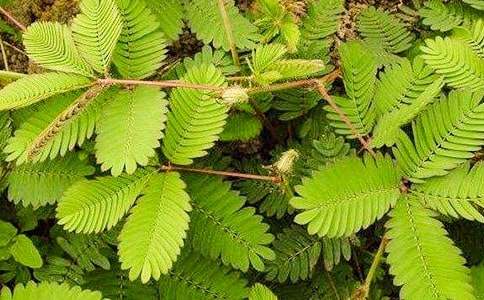 ���߲����꼶����15ƪ