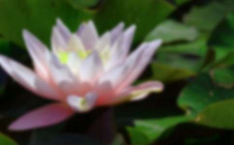 有关荷花的作文300字四篇