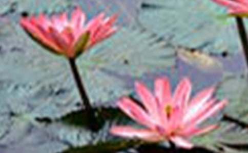 ʵ�õĺɻ����꼶���Ľ���10ƪ