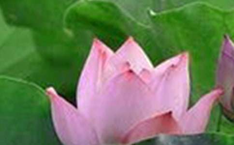 精选荷花二年级作文300字合集十篇