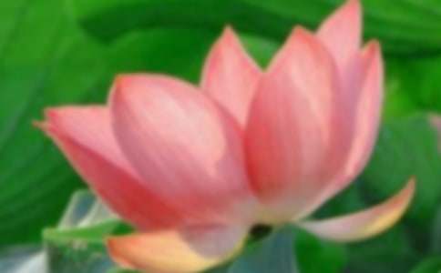 ��ѡ�ɻ����꼶���ļ���5ƪ