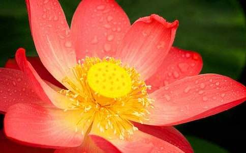 实用的荷花的作文400字四篇