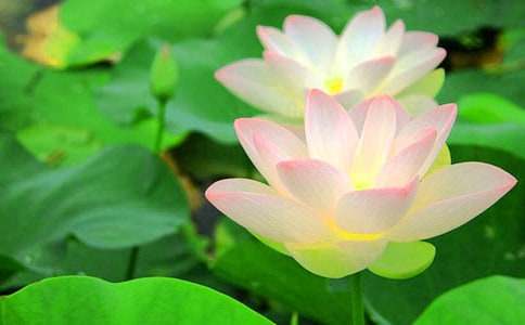 描写荷花作文200字(精选51篇)