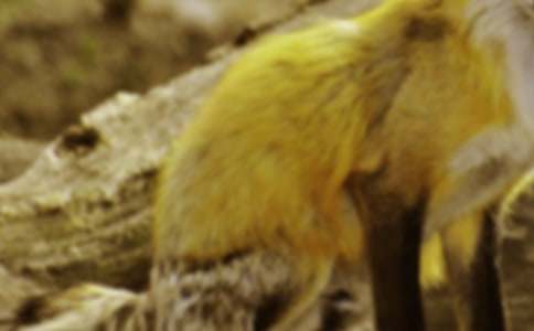 ���ٱ�����ƭһ�Ρ������