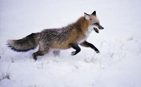 《再被狐狸骗一次》读后感(通用69篇)