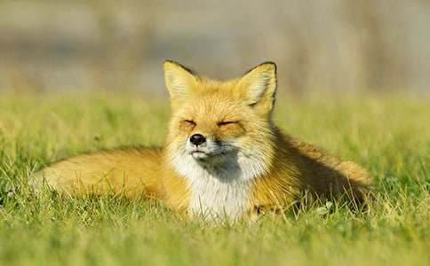 关于乌鸦和狐狸作文300字三篇