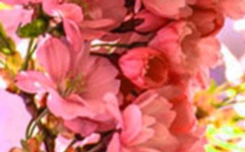 花朵征服了我作文800字