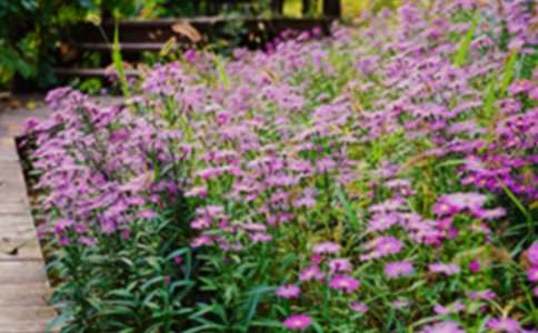 �����š���԰д�������Ľ�����ƪ