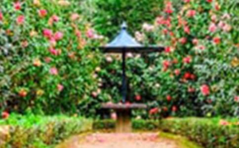 花园访友作文800字