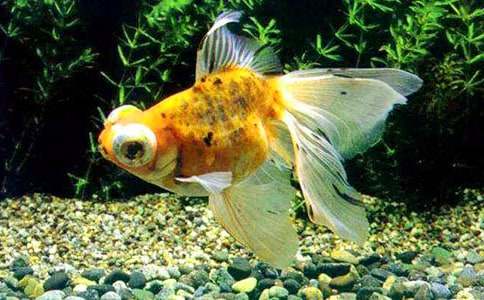 ���ڿɰ�С������꼶���Ļ��10ƪ