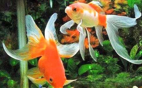 关于可爱小金鱼二年级作文9篇