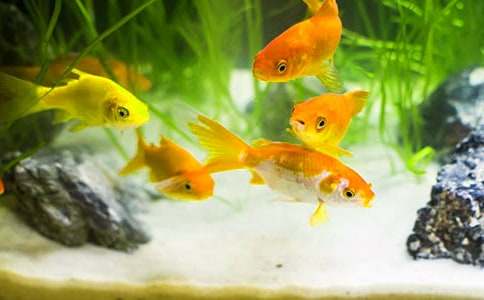 关于小金鱼二年级作文合集7篇