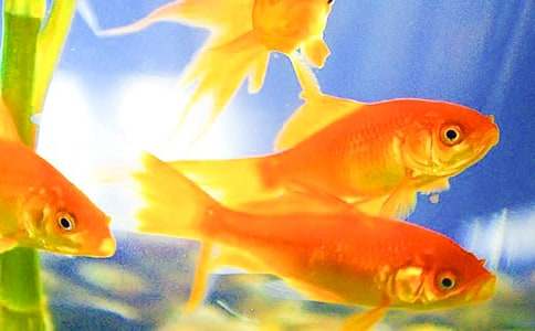 [��ѡ]��������600��