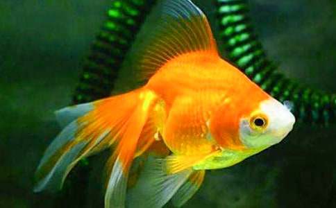 ����ѡ����������300����ƪ