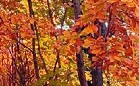 写景色的作文集合(9篇)