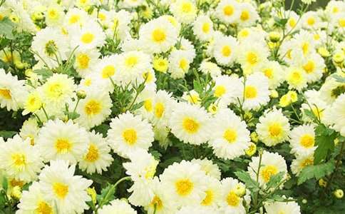 【热门】菊花三年级作文300字10篇