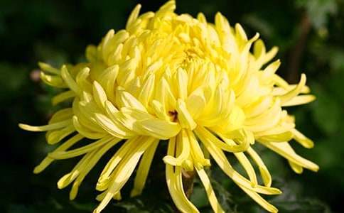 有关菊花三年级作文合集十篇