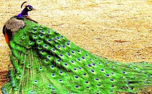 ���Ƽ�����ȸ���������300��4ƪ