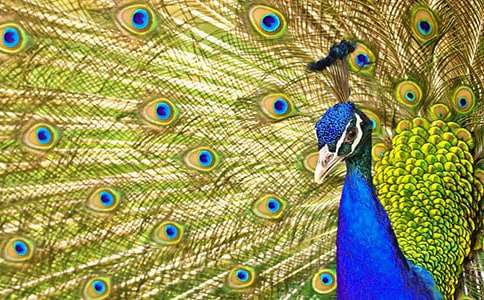 孔雀东南飞作文800字(精选6篇)