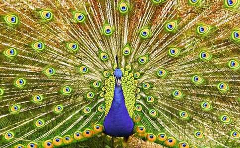 ��ʵ�á���ȸ���꼶����3ƪ