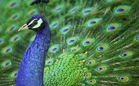 孔雀三年级作文