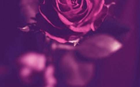 浪漫鼠德佩罗读后感