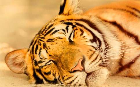 �ϻ�̲��԰�μ�����