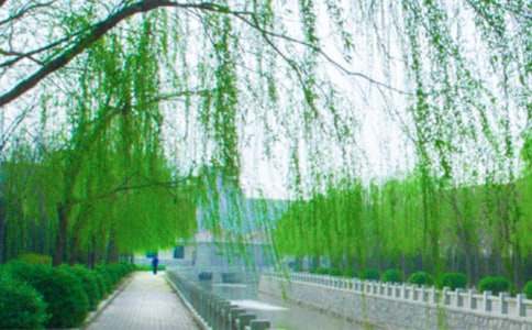 【精华】柳树二年级作文合集十篇