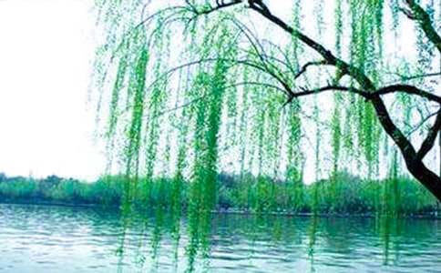 有关柳树二年级作文集锦九篇