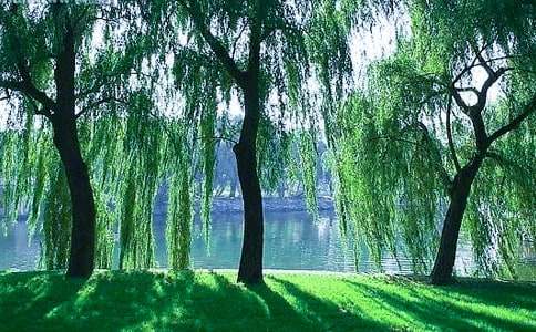 �����������꼶����300�ֻ���ʮƪ