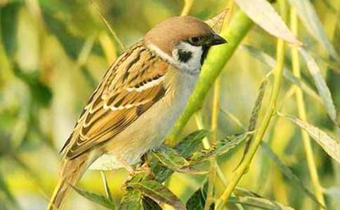 ������ֻ��ȸ����800��