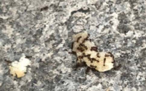 有关蚂蚁的日记作文300字汇总八篇