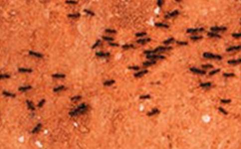 有关蚂蚁的日记作文集合五篇