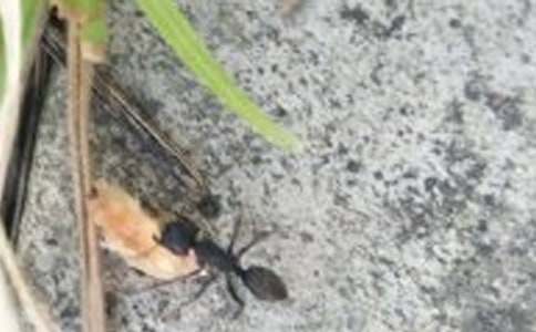 蚂蚁变形记六年级作文