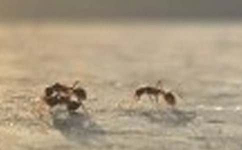 实用的三年级蚂蚁作文合集10篇