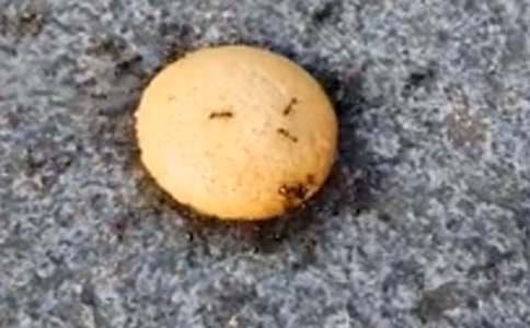 ���ϱ��μ����꼶���ġ����㡿